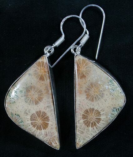 Beautiful Fossil Coral Sunburst Earrings #8071